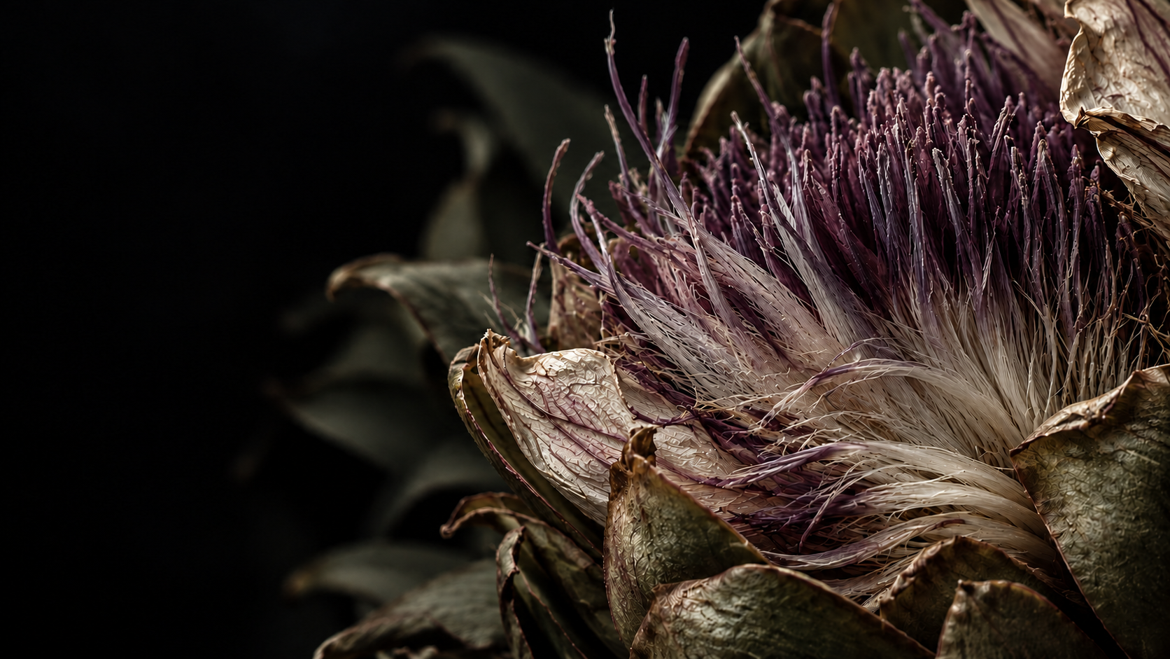 Purple and ivory botanical fibers in extreme macro